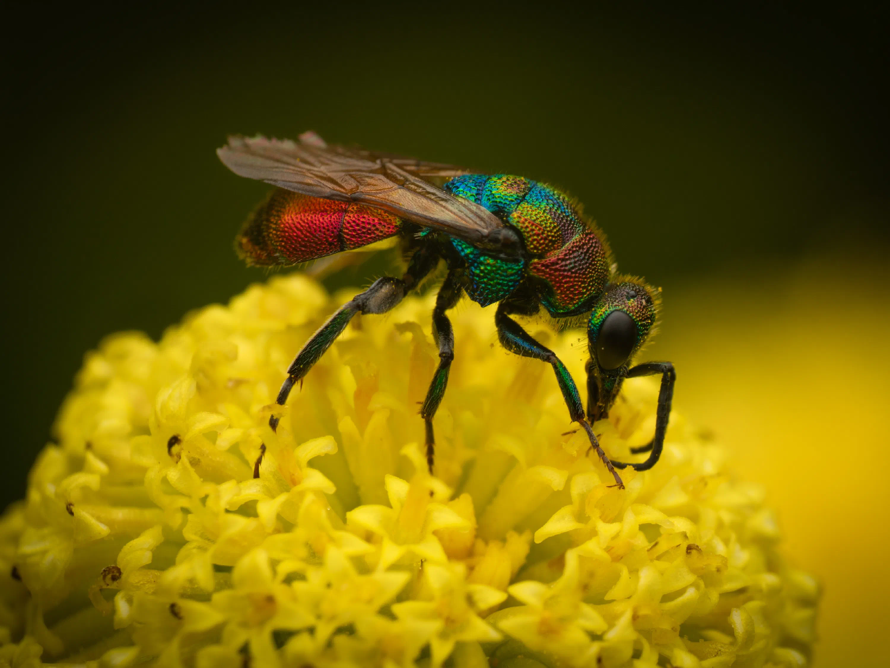 Hedychrum rutilans