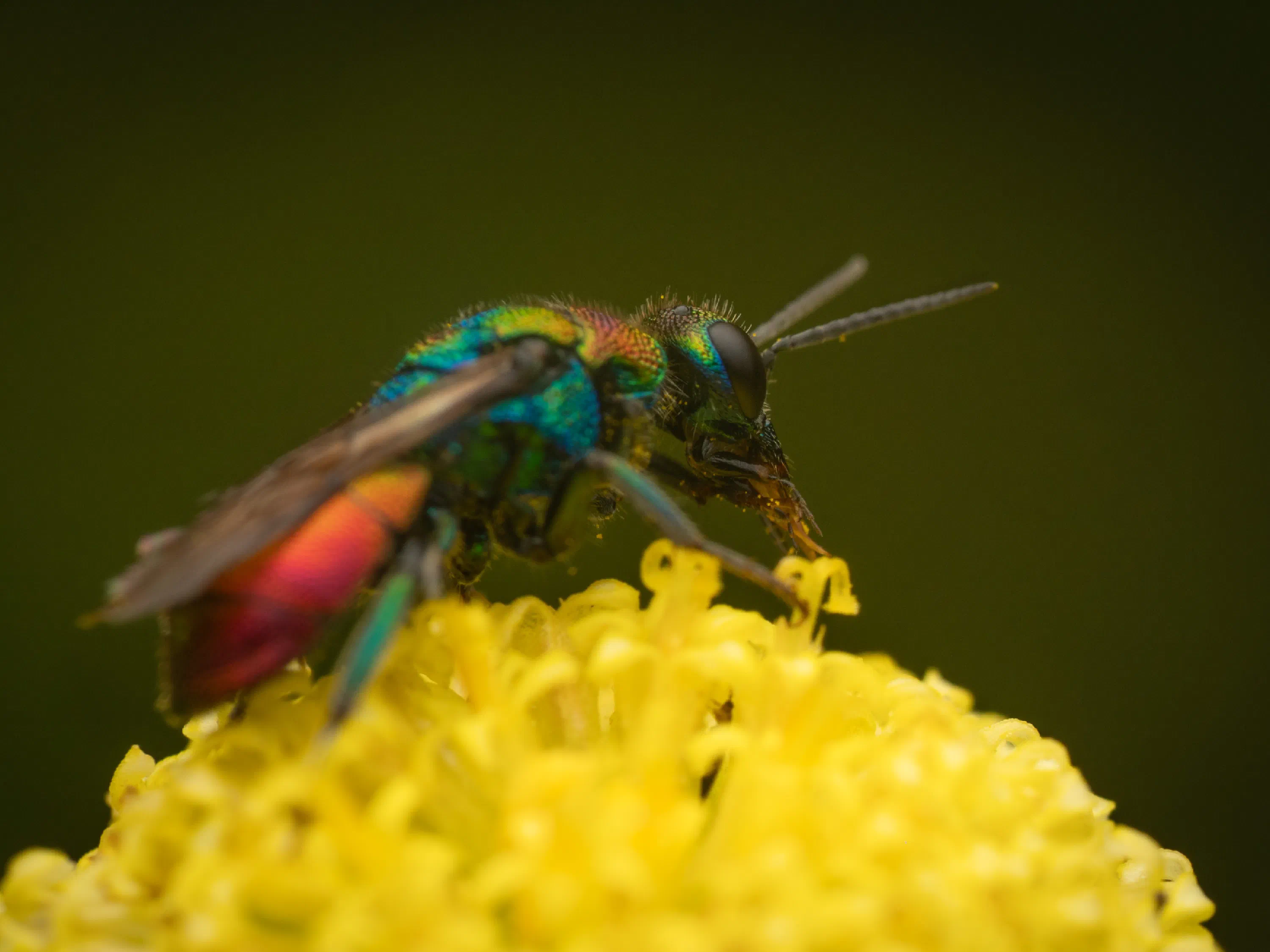 Hedychrum rutilans
