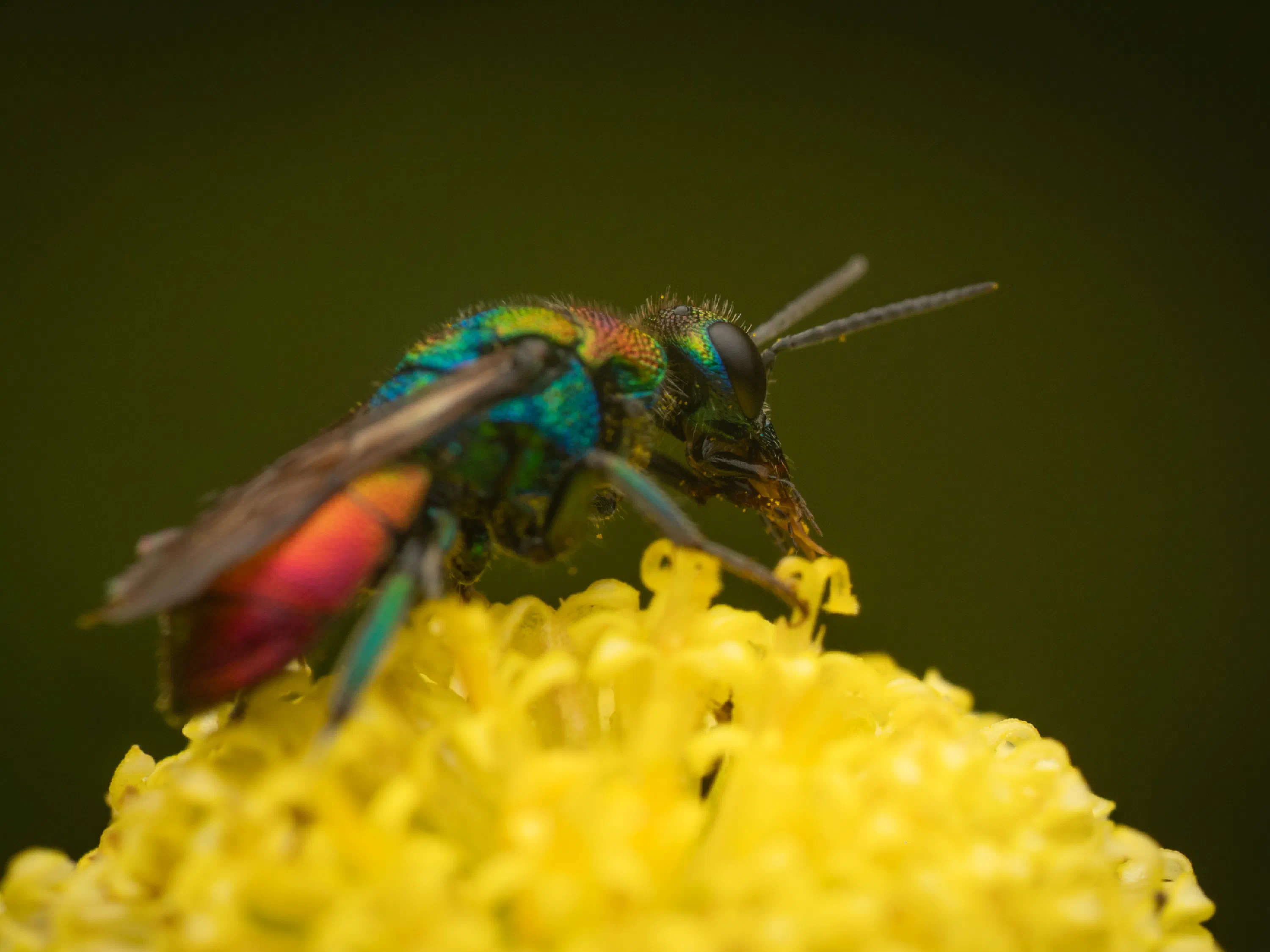 Hedychrum rutilans