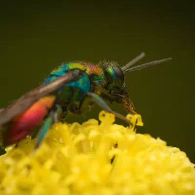 Hedychrum rutilans