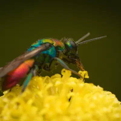 Hedychrum rutilans