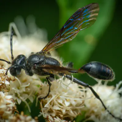 Thread-waisted Wasps