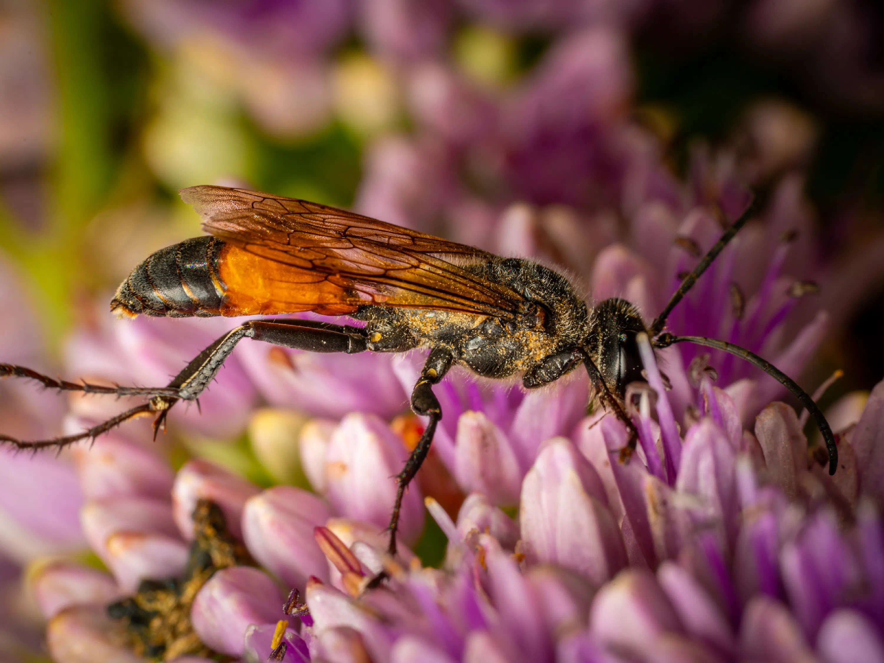Sphex funerarius