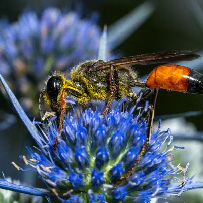 Golden Digger Wasp