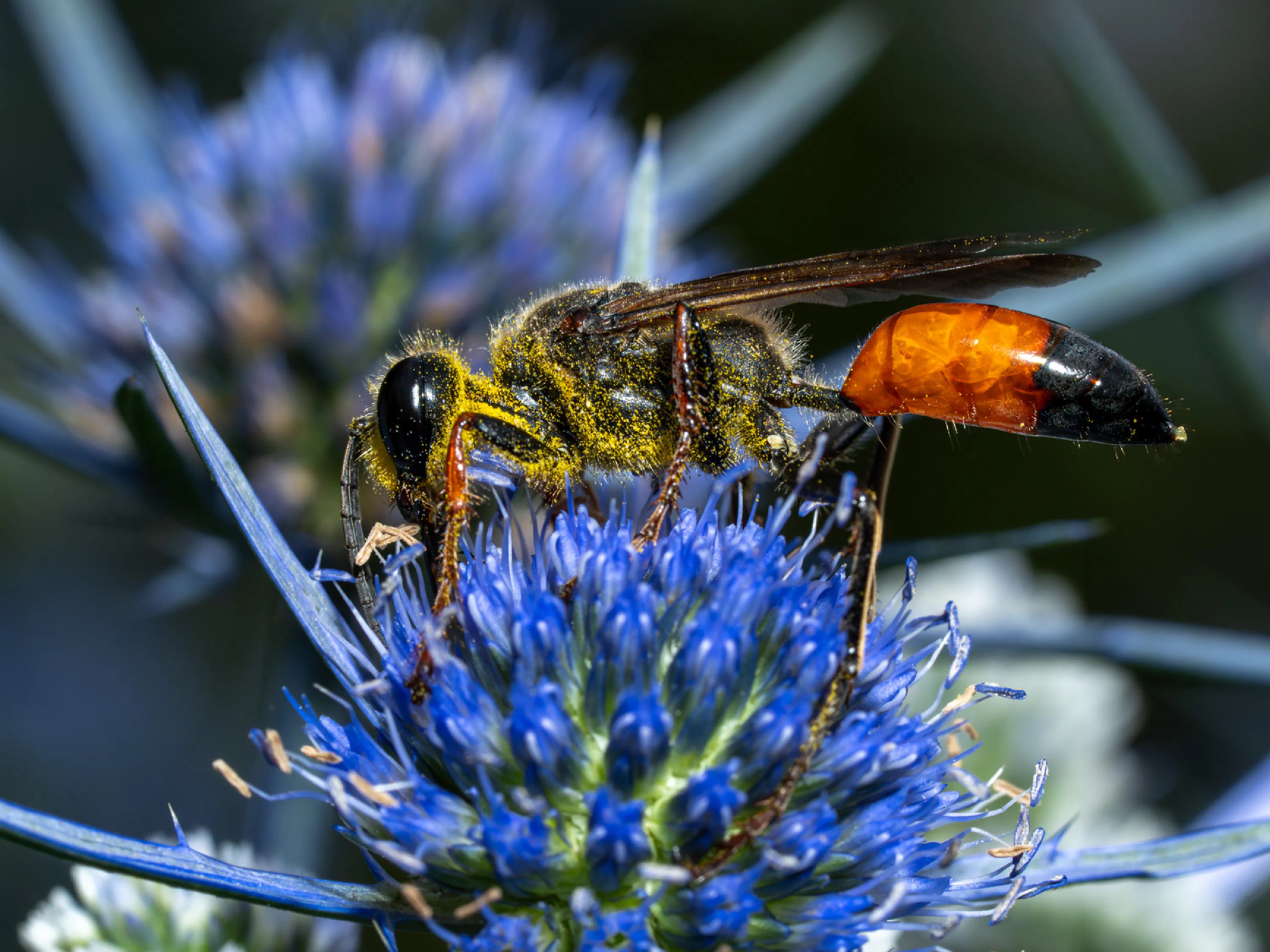 Sphex funerarius