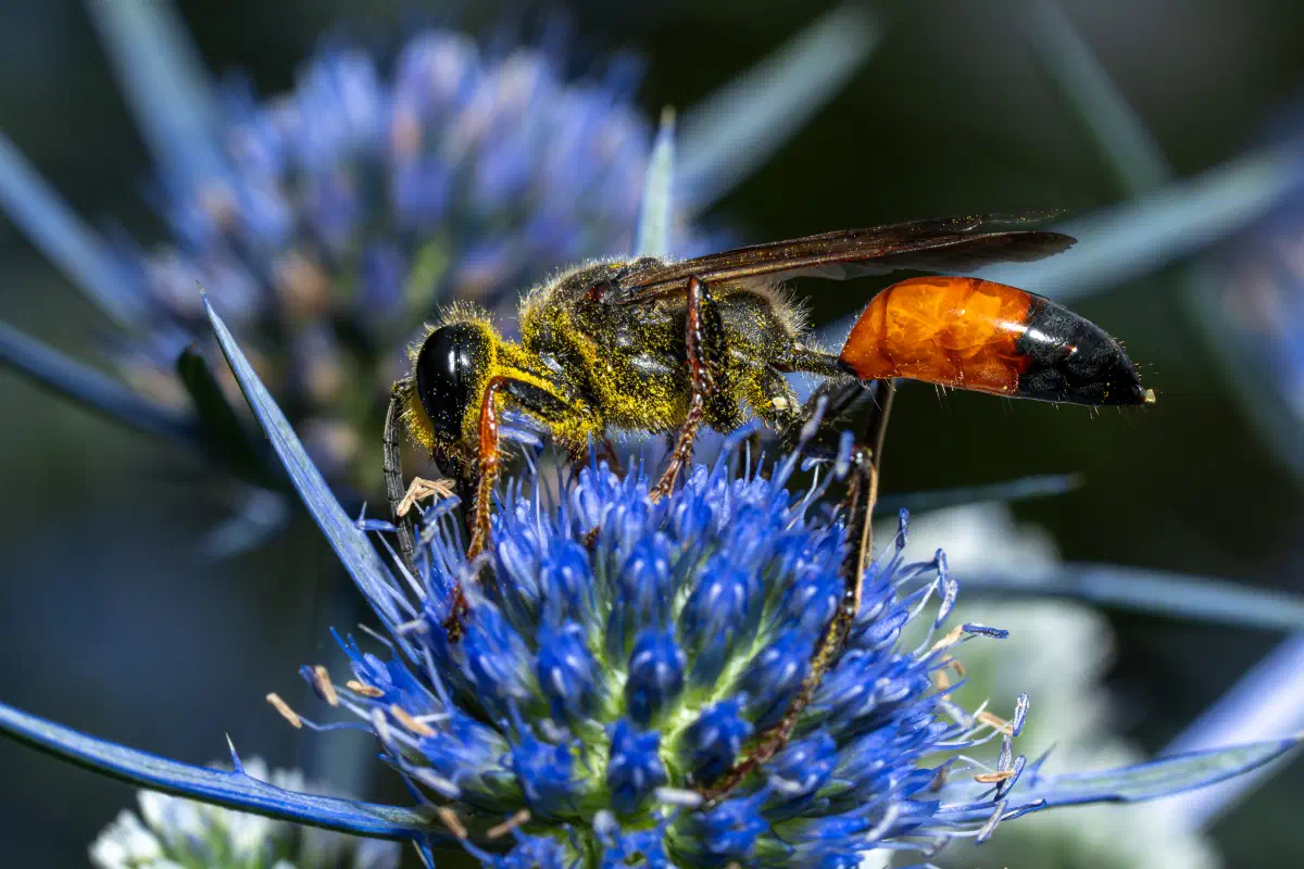 Golden Digger Wasp
