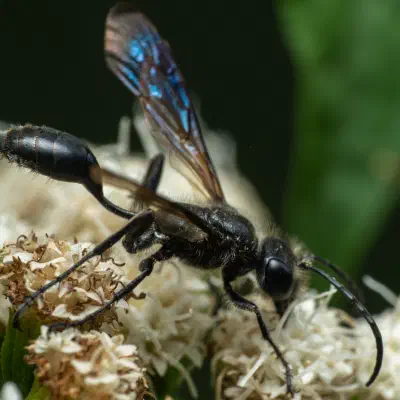 Mexican Grass-carrying Wasp