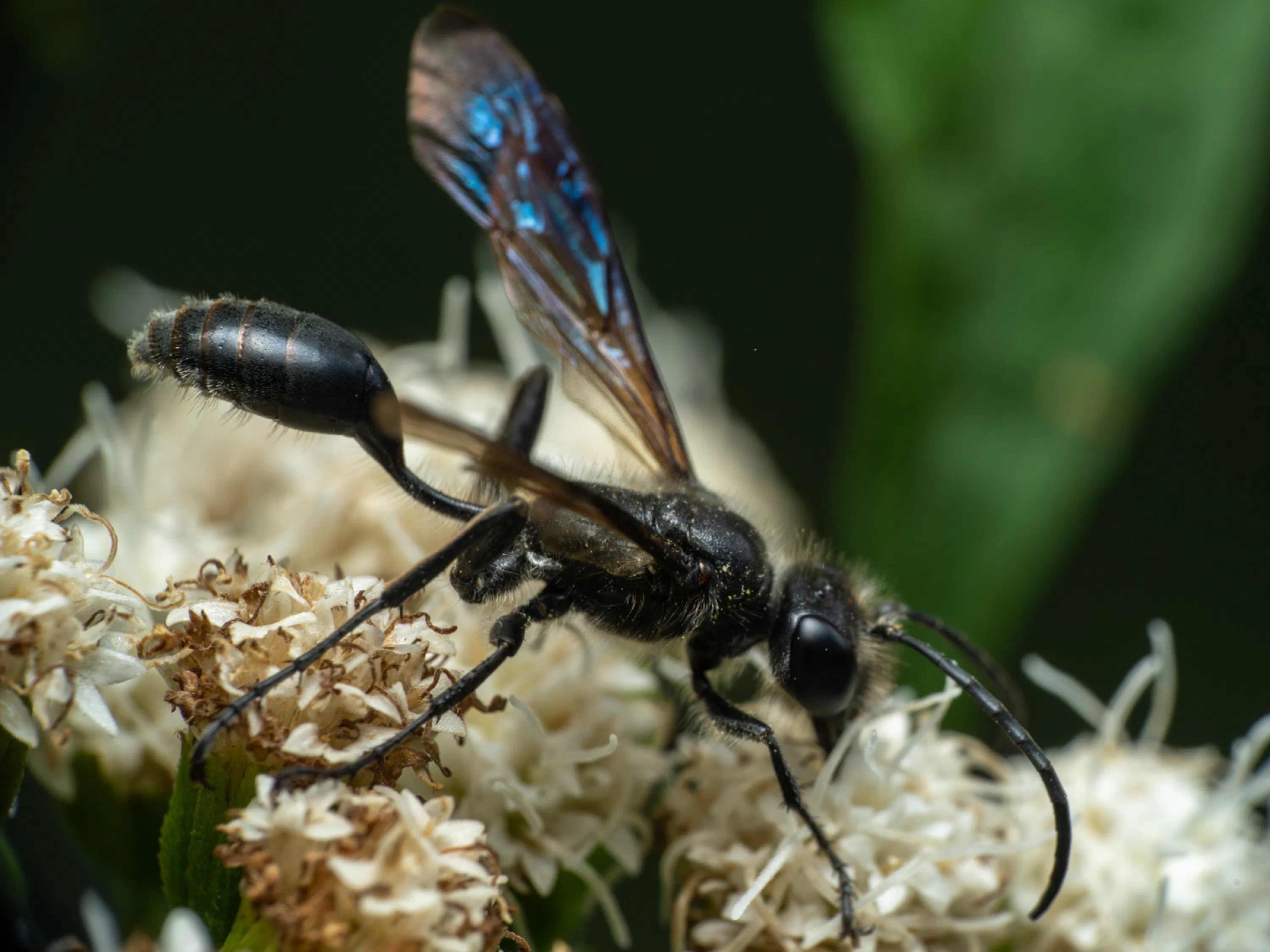 Isodontia mexicana