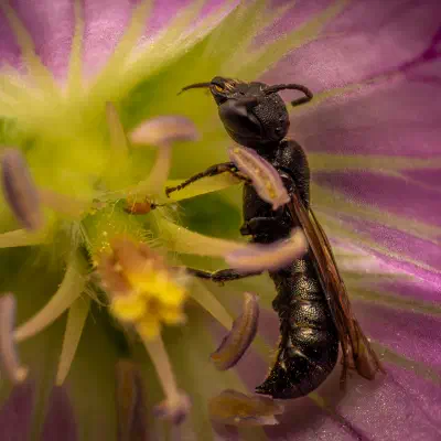 Lindenius albilabris