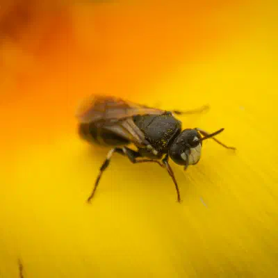 Maskenbienen