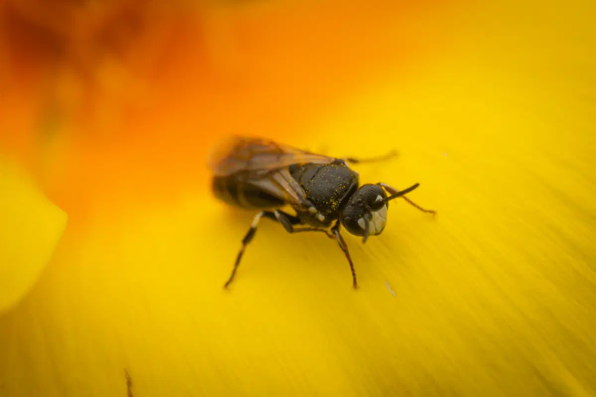 Masked Bees – No. 1