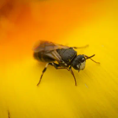 Abejas de cara amarilla