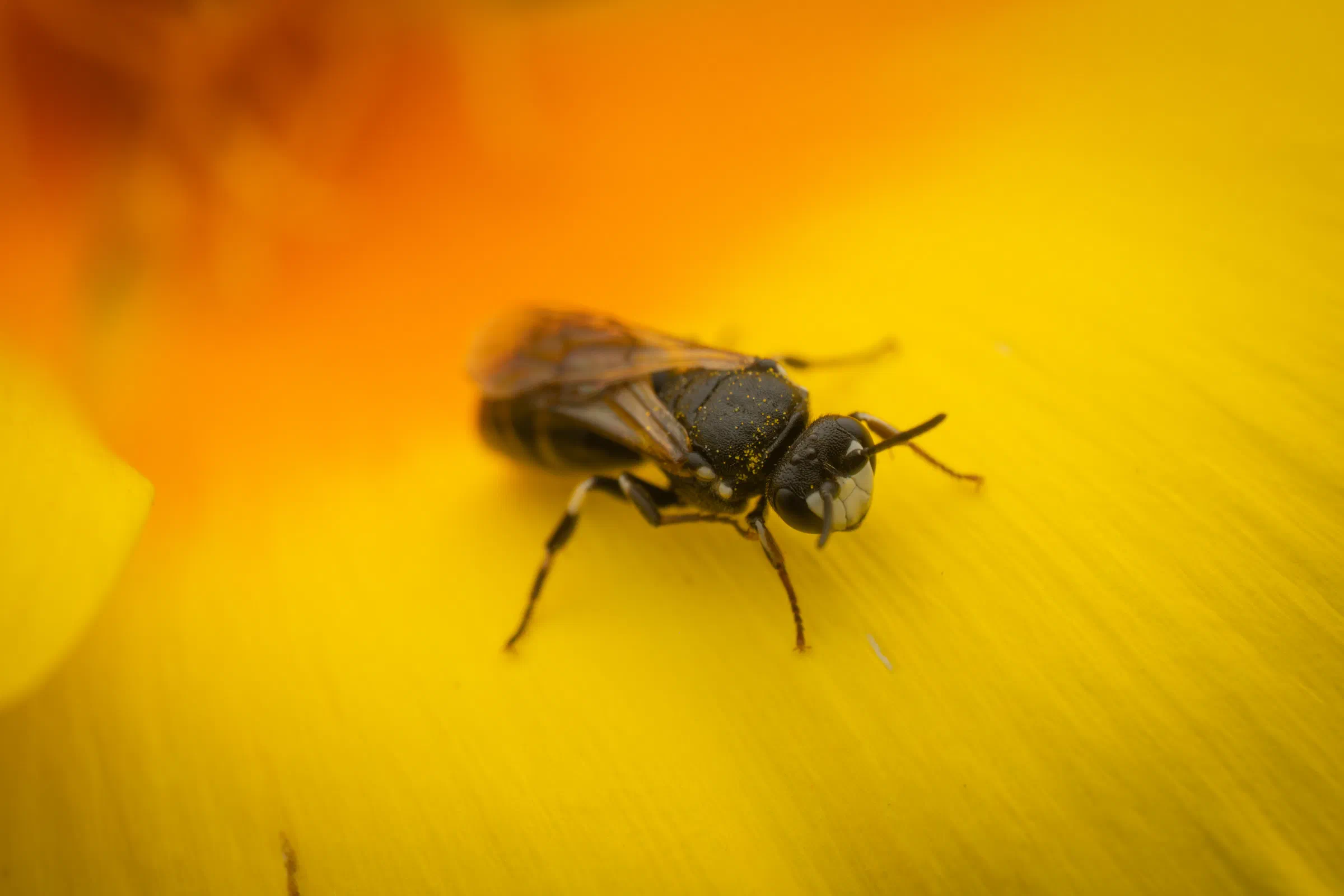 Abejas de cara amarilla – No. 1