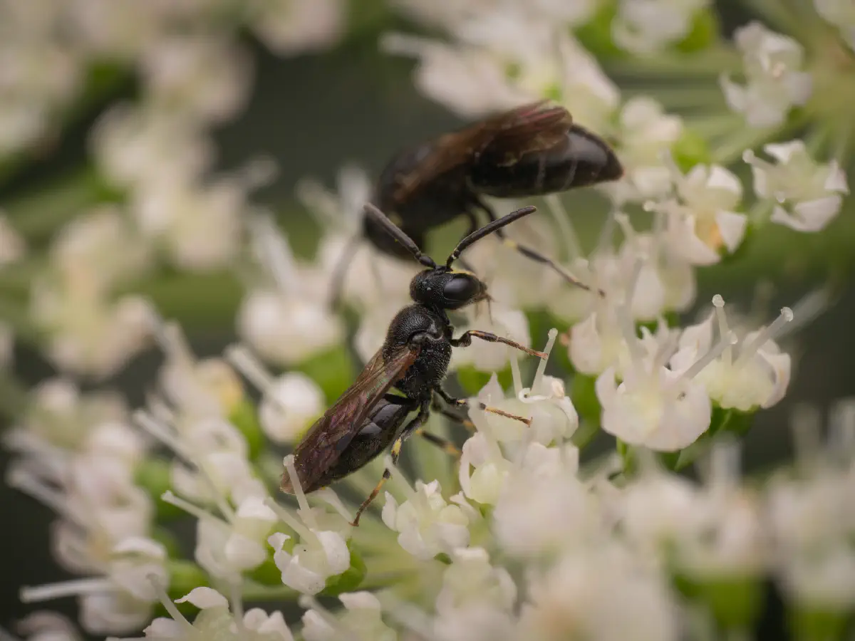 Gewöhnliche Maskenbiene