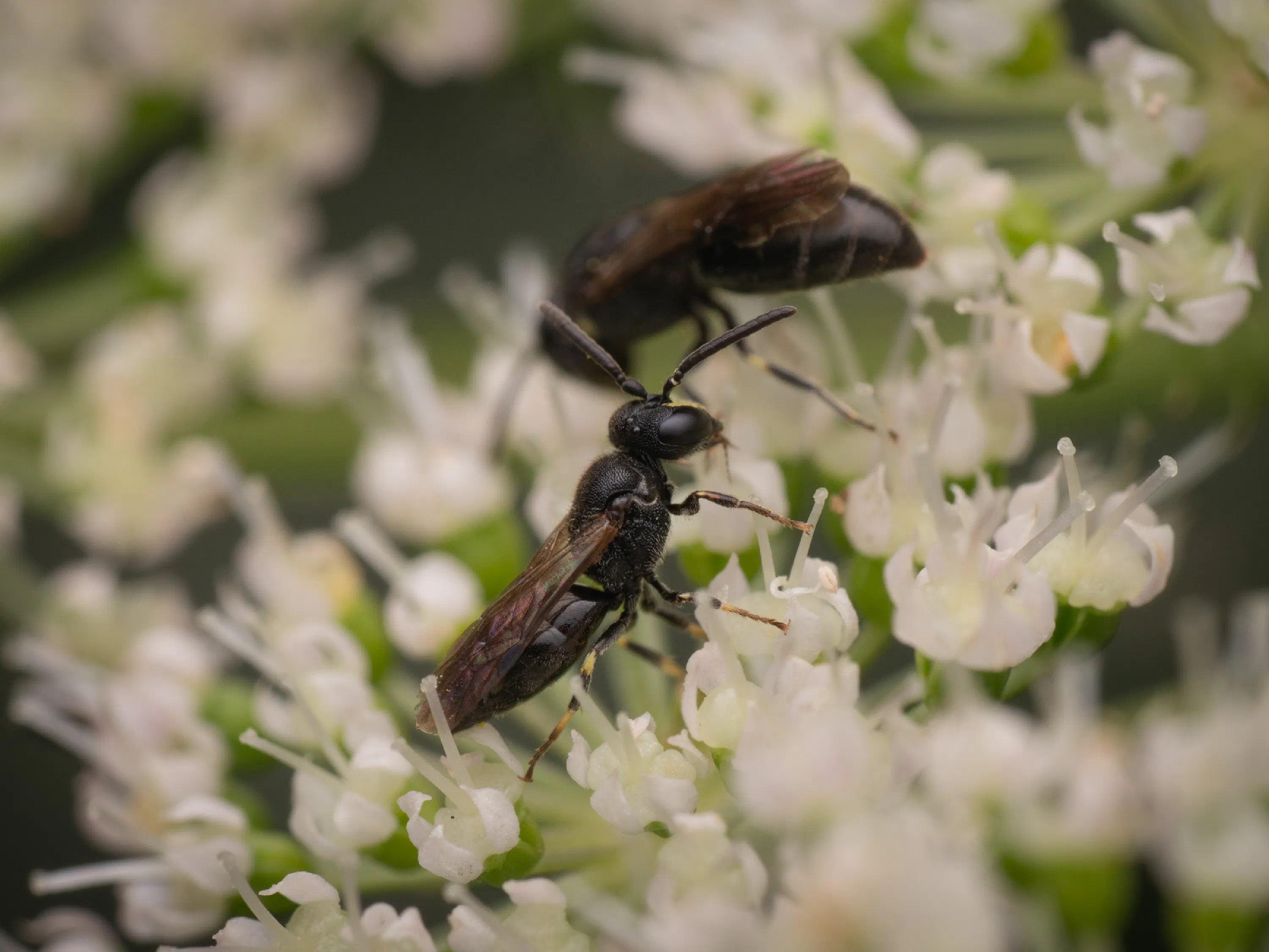 Hylaeus communis