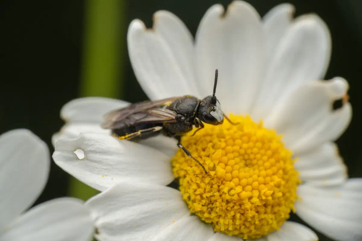 Abejas de cara amarilla