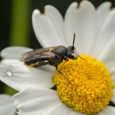 Abejas de cara amarilla