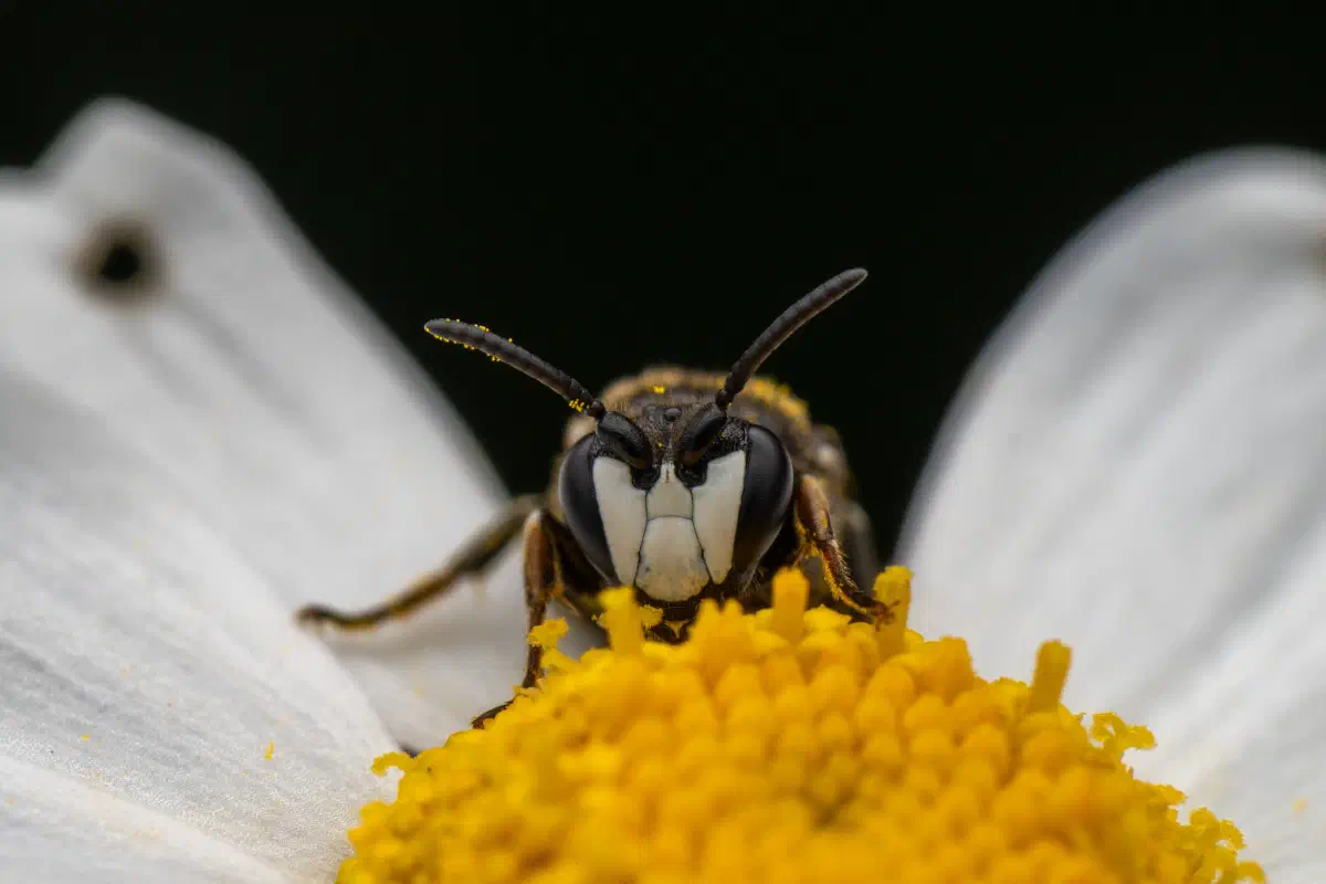 Abejas de cara amarilla