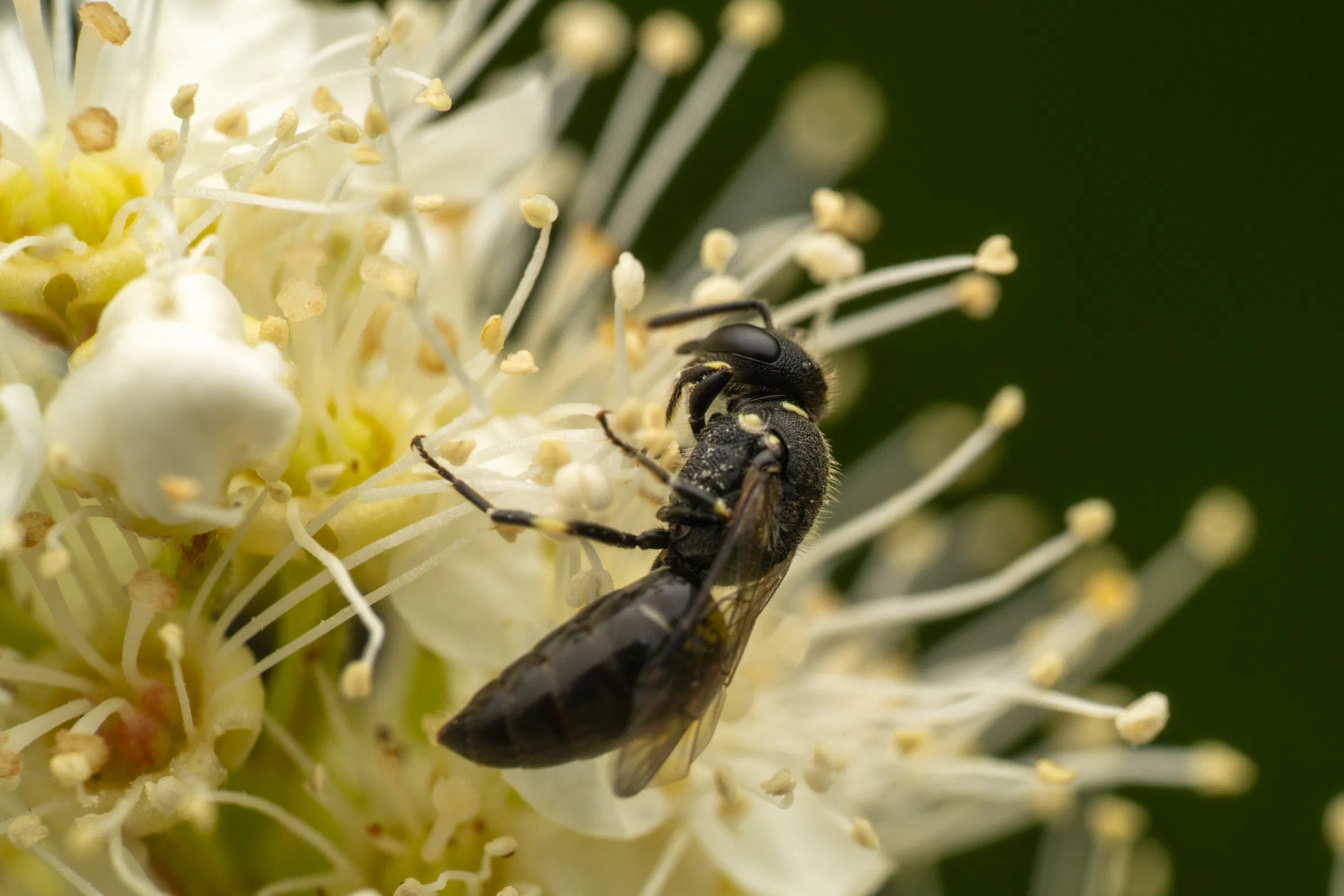 Abejas de cara amarilla – No. 4