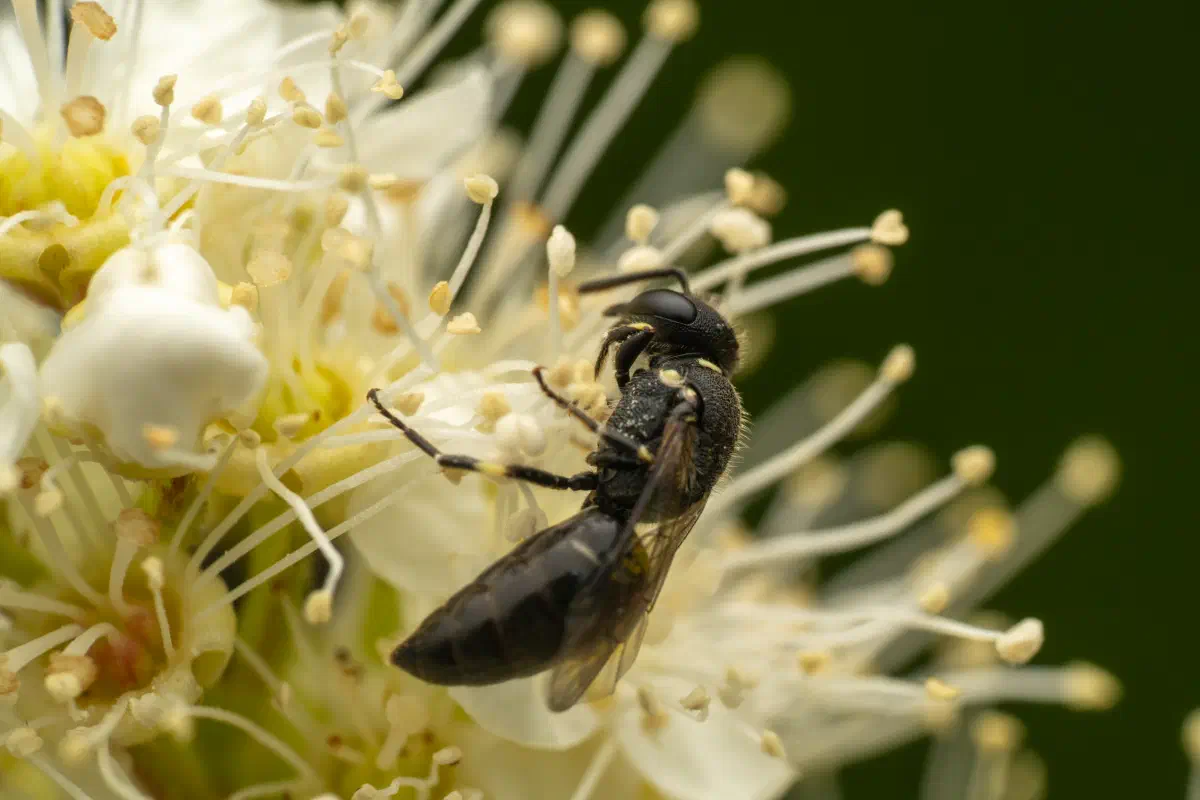 Abejas de cara amarilla