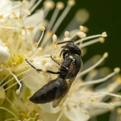Abejas de cara amarilla