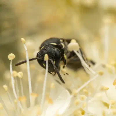 Abejas de cara amarilla
