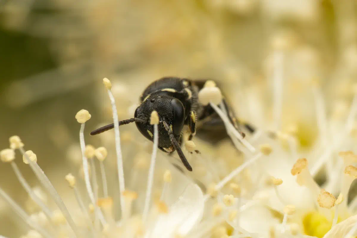 Abejas de cara amarilla