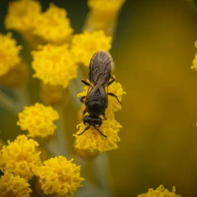 Maskenbienen