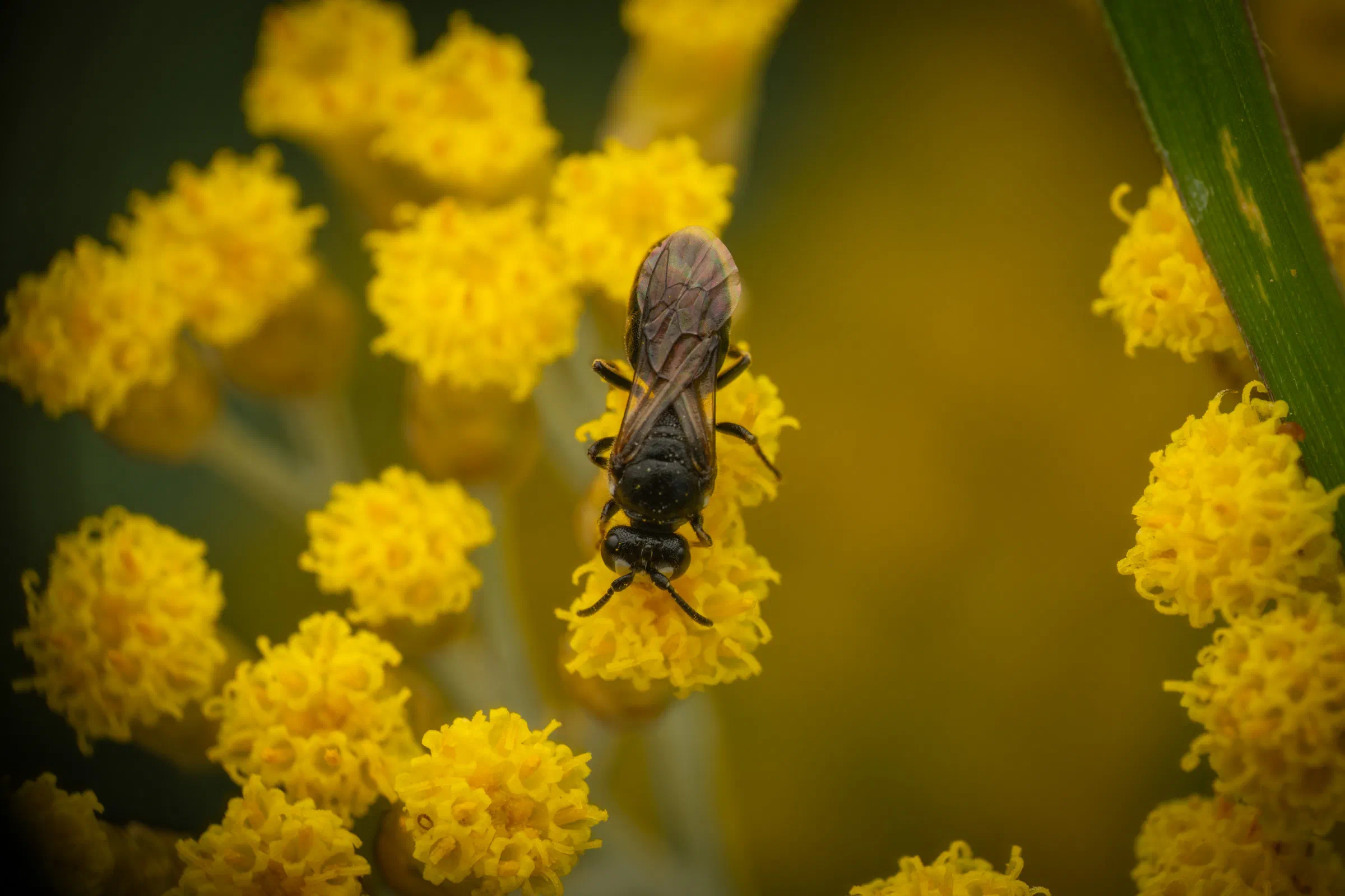 Abejas de cara amarilla – No. 6