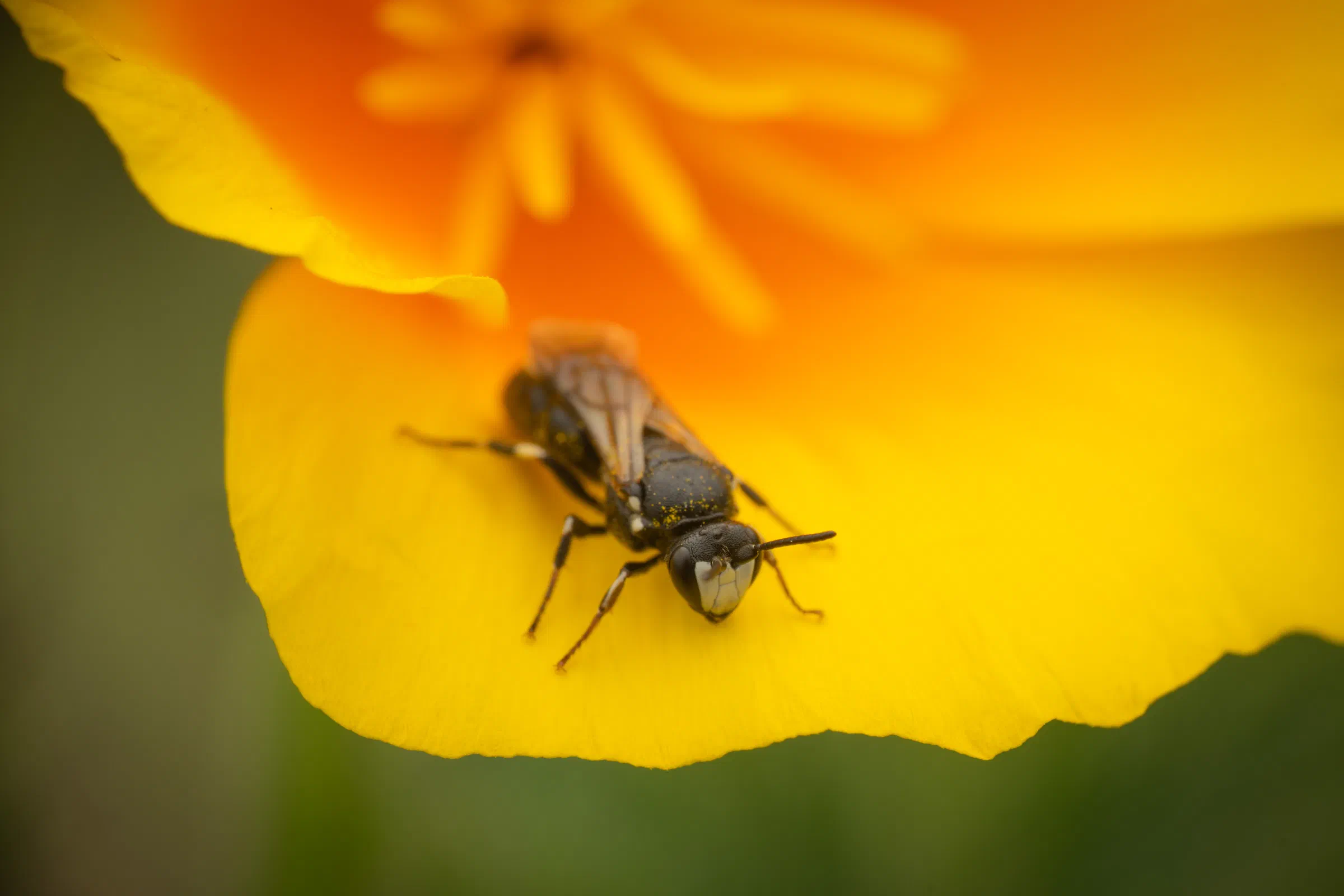 Abejas de cara amarilla – No. 7