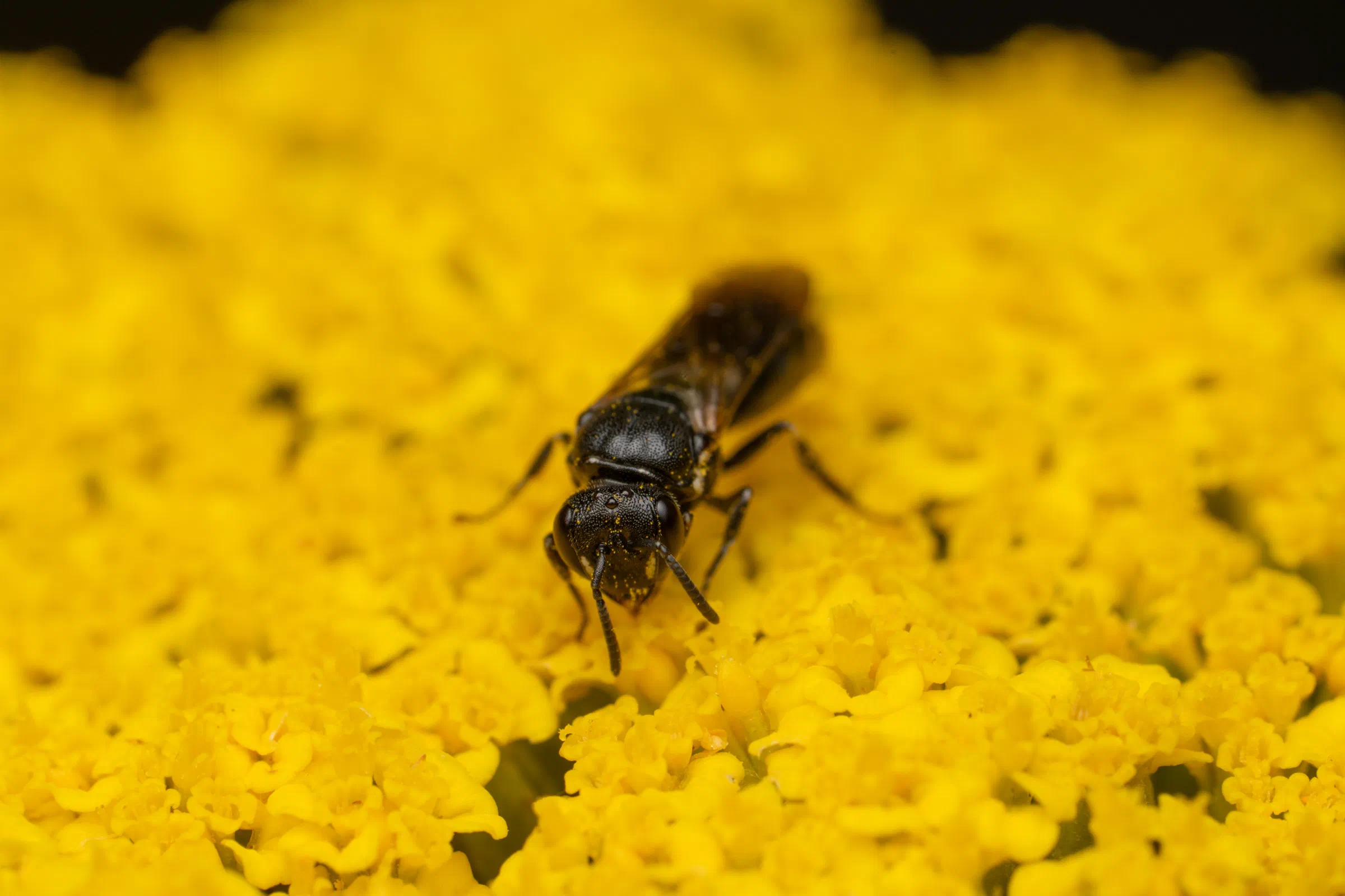 Abejas de cara amarilla – No. 8
