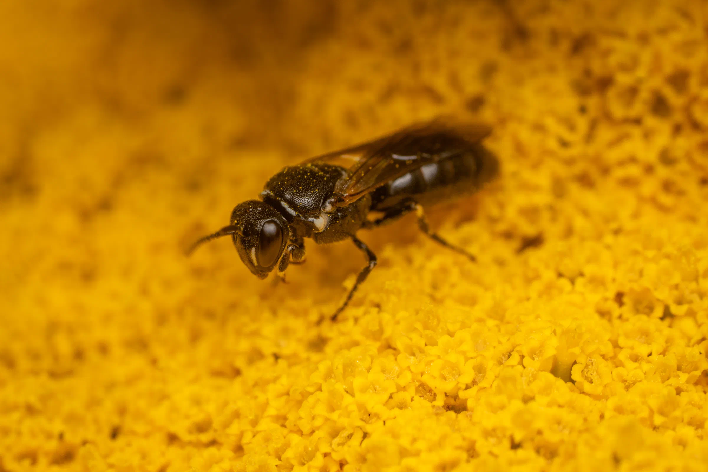 Abejas de cara amarilla – No. 9