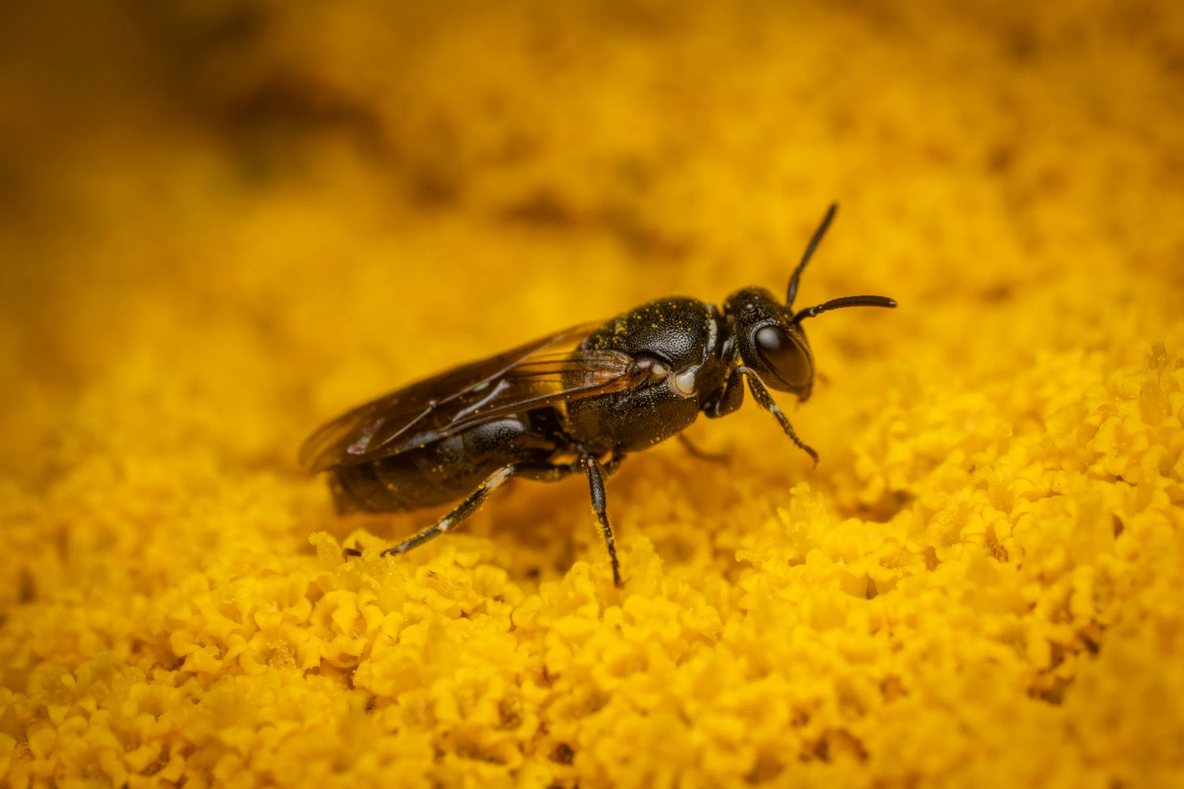 Abejas de cara amarilla – No. 10