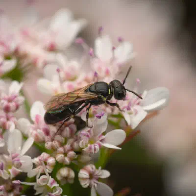 Hylaeus confusus