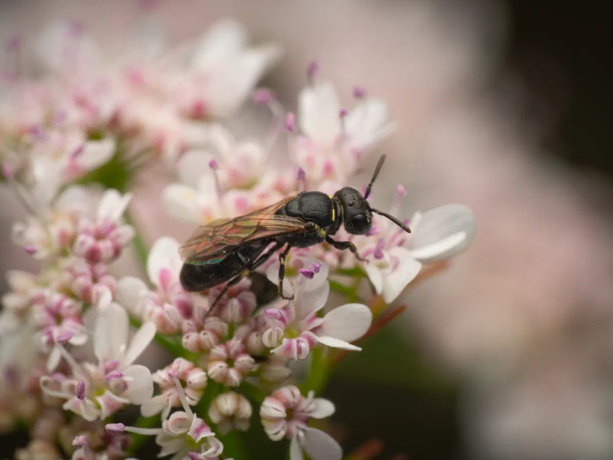 White-jawed Yellow-face Bee