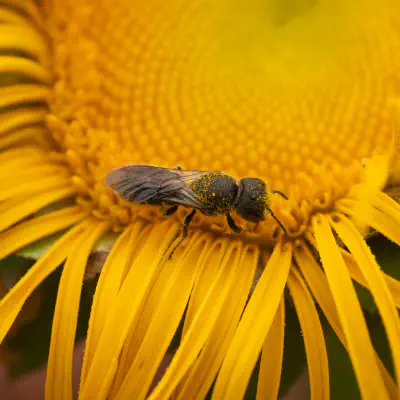 Mason, Leafcutter, Carder, and Resin Bees