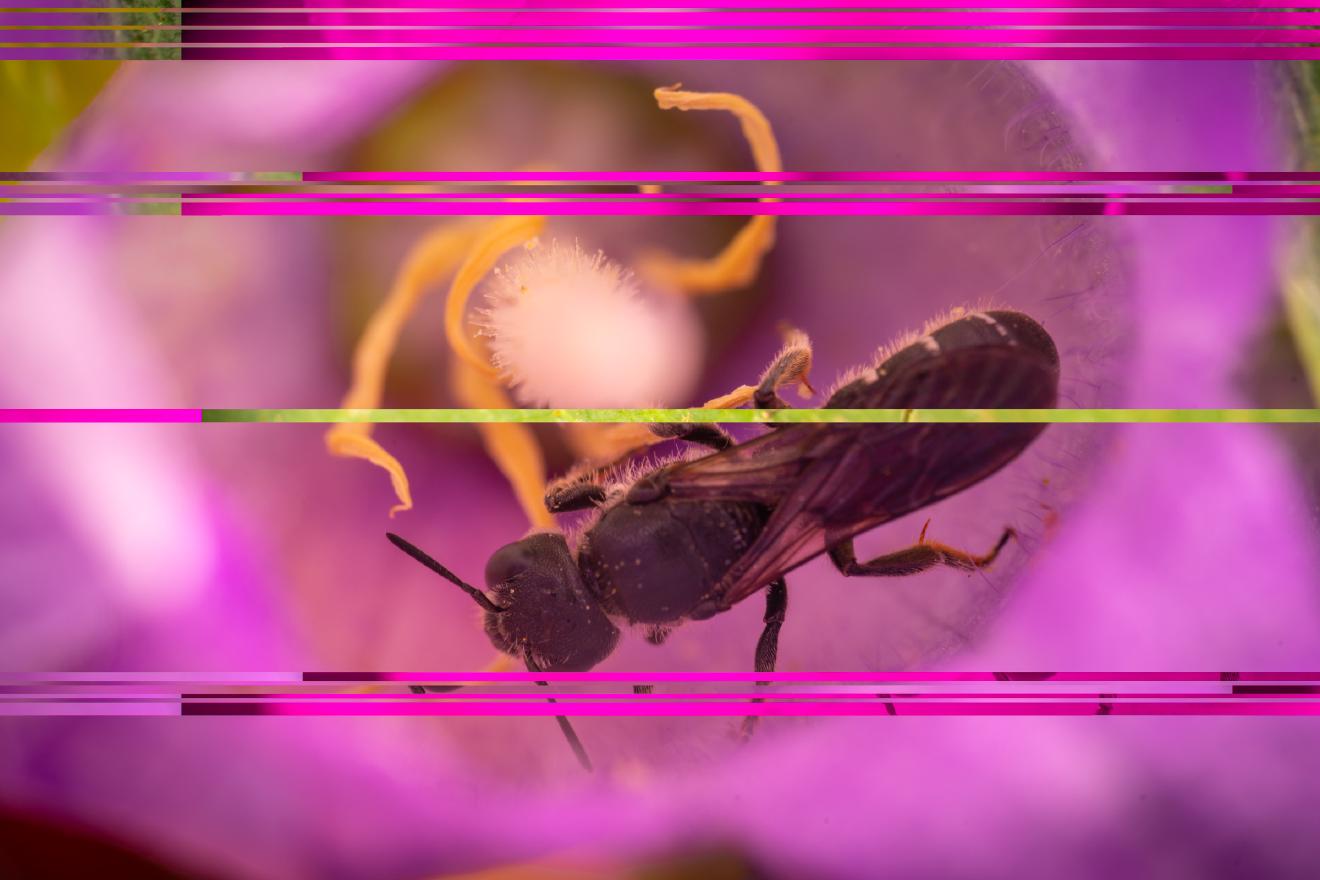 Rampion Scissor Bee – No. 1