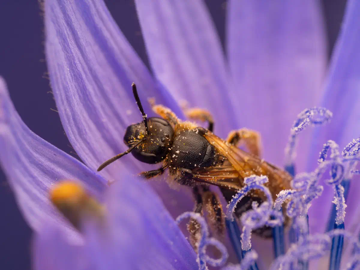 Glockenblumen-Scherenbiene
