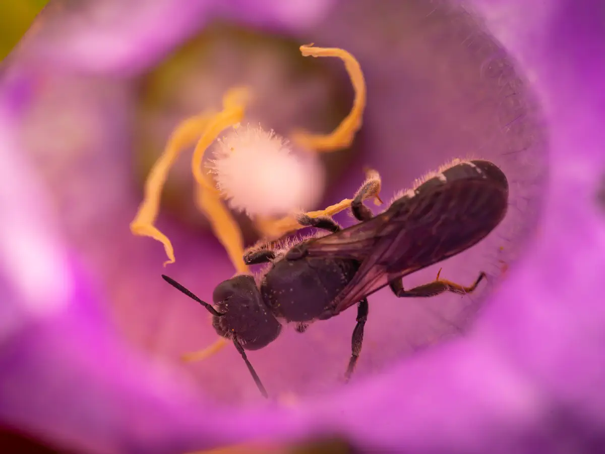 Chélostome commun des campanules