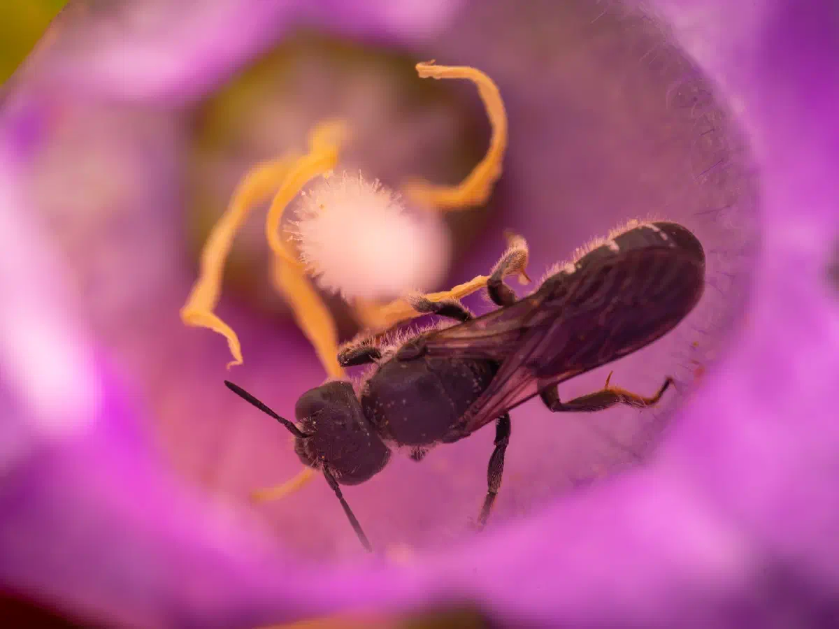 Glockenblumen-Scherenbiene