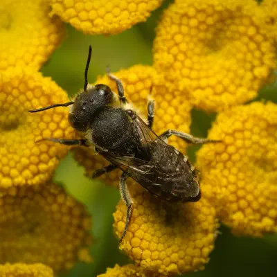 Mégachile de la Luzerne