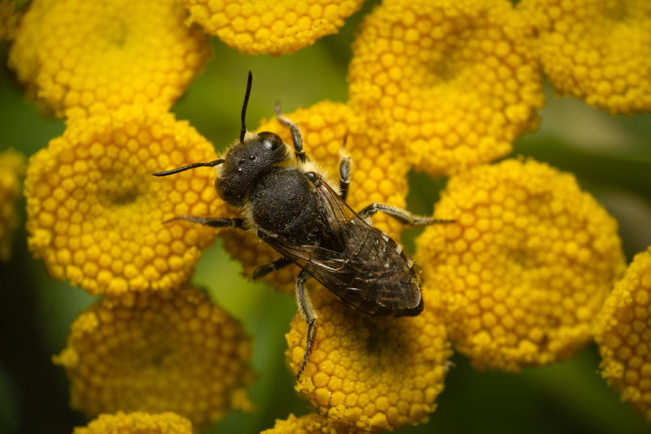Alfalfa Leafcutter Bee – No. 1