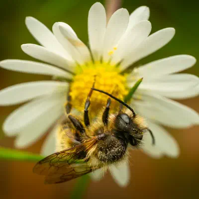 Abeilles solitaires, osmies, abeilles maçonnes et apparentées