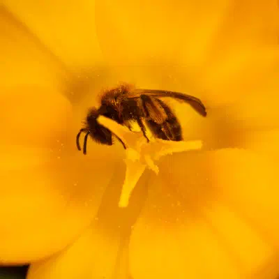 Mining Bees
