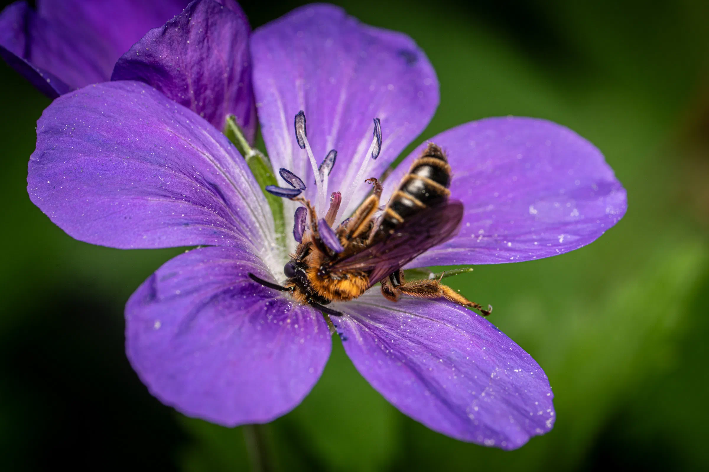Abejas de primavera – No. 2