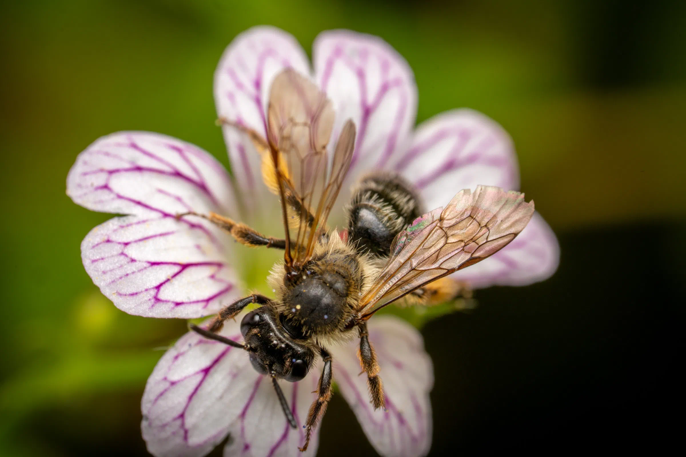 Abejas de primavera – No. 3