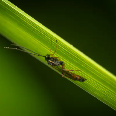 Ichneumonid Wasps