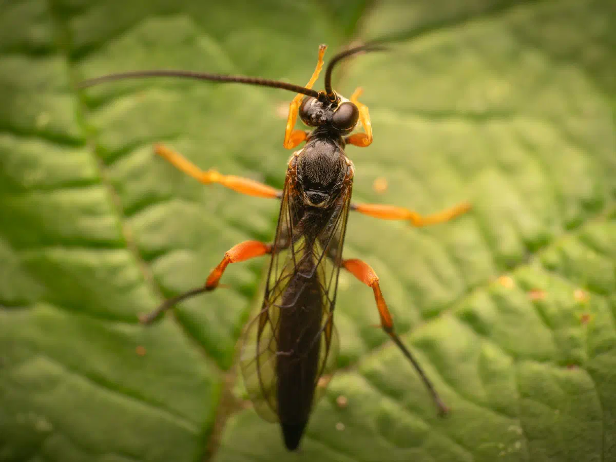 Schwarze Schlupfwespe