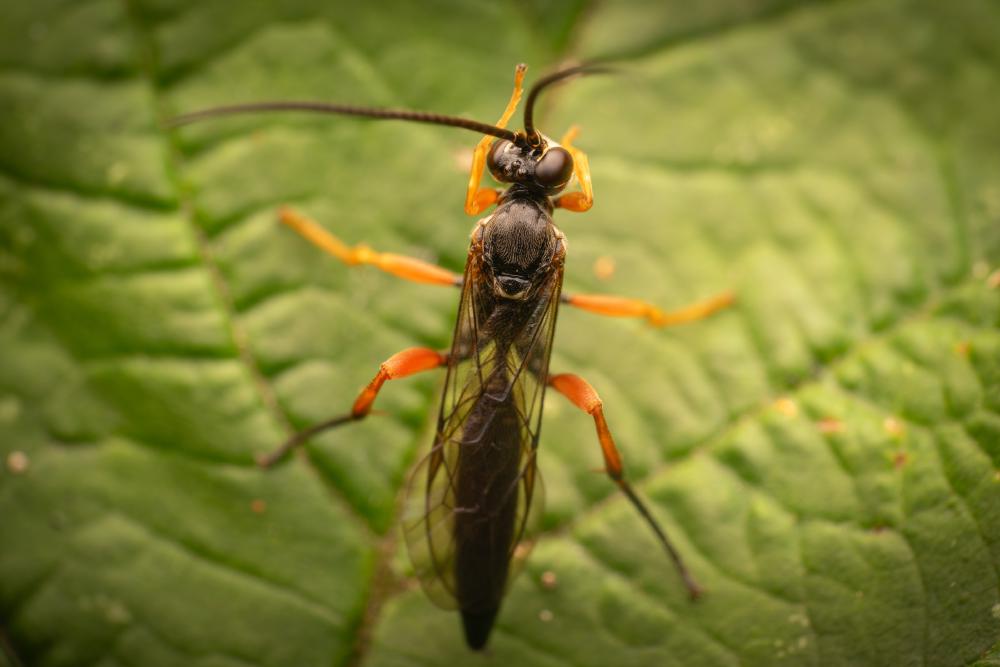 March 10, 2024 – Issue No. 205
– Issue No. 205: “Black Slip Wasp“ Black Slip Wasp