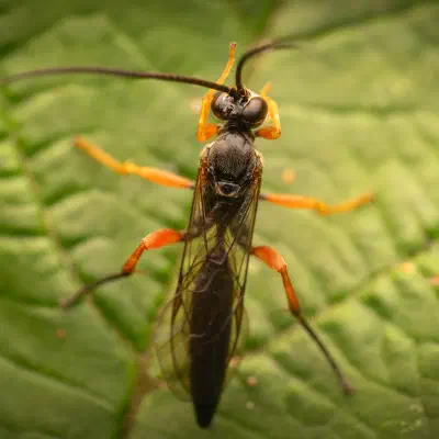 Pimpla rufipes